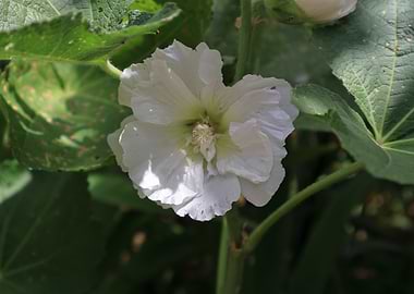 Beautiful White Hollyhock Flower