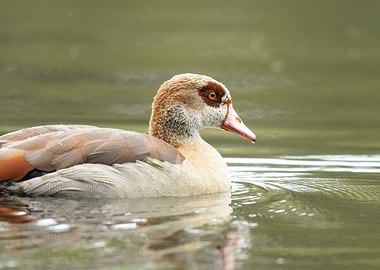 Egyptian Goose Swimming in Calm Water