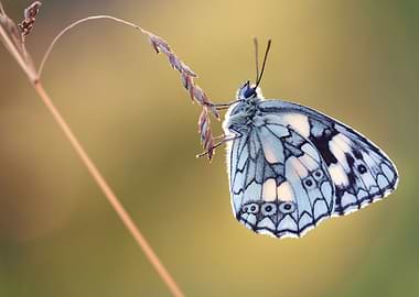 Marbled White Butterfly on Grass