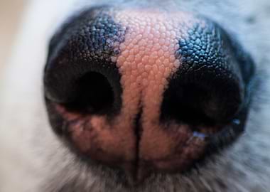 Extreme Close-up of Dog Nose