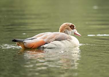 Egyptian Goose Swimming in Water
