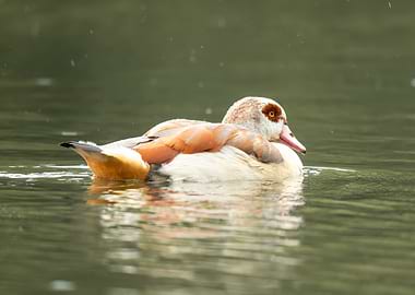 Egyptian Goose in Light Rain