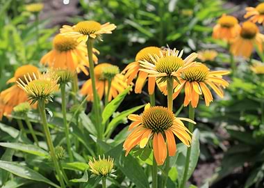 Vibrant Yellow Coneflowers in Garden
