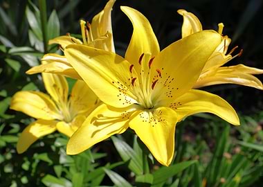 Vibrant Yellow Lily Flowers