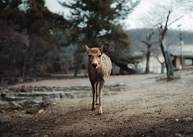 Deer walking in Nara Park