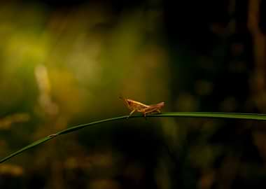 Small Grasshopper on a Blade