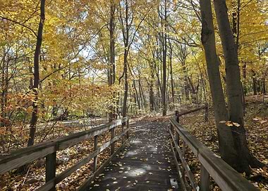 Wooden Footbridge in Autumn Forest