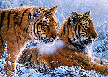 Two Tigers in Snowy Landscape