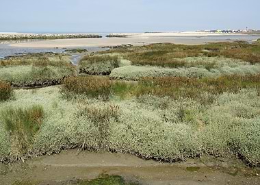 Coastal Salt Marsh Landscape in Esponede