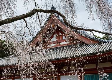Traditional Japanese Temple with Cherry Blossoms