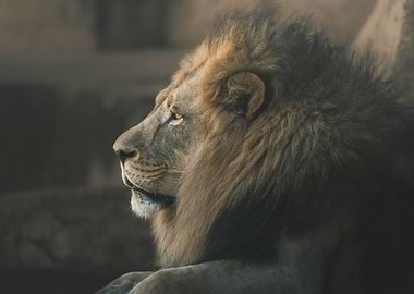 Majestic Lion Portrait