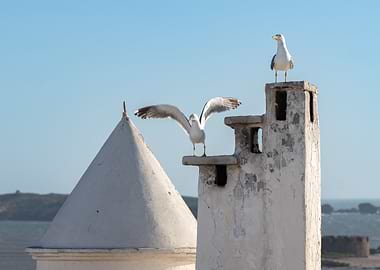 Two Seagulls on a White Chimney