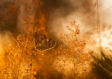 Marbled White Butterfly at Sunset