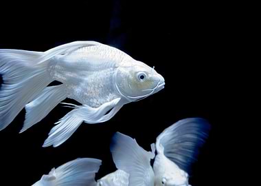 Elegant White Koi Fish Swimming