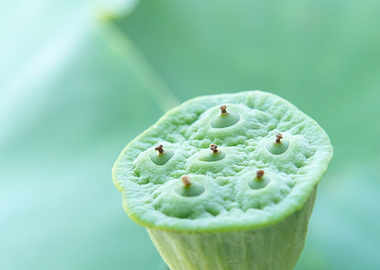 Close-up of a Green Lotus Seedpod
