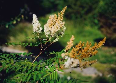 Fluffy branch with flowers in a forest