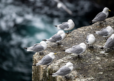 Group of Kittiwakes on Rocky Cliff