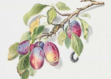 Botanical Illustration of Plums and Caterpillars