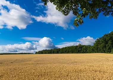 Golden Wheat Field Under Blue Sky