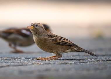 House Sparrow on Paved Surface