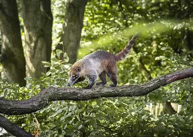Coati walking on a tree branch