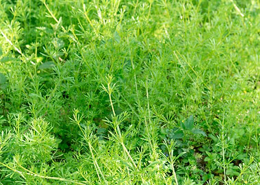 Galium aparine
