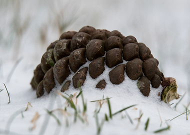 Pinecone Resting in Fresh Snow