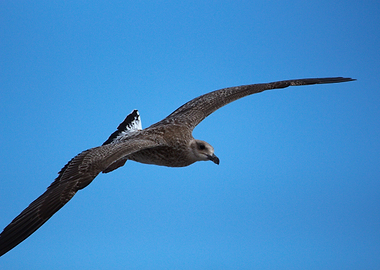Seagull in Flight Against Blue Sky