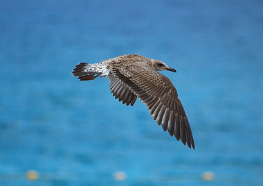 Seagull in Flight Over Blue Water