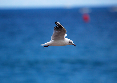Seagull in Flight Over Blue Water