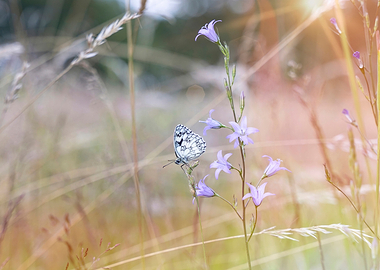 Marbled White Butterfly on Bellflower