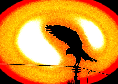 The 'Phoenix'