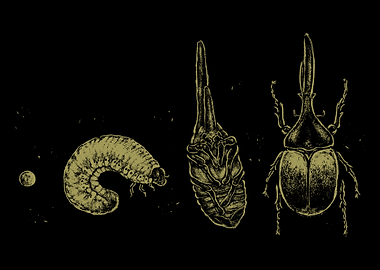 Beetle Life Cycle