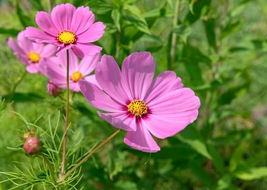 Vibrant Pink Cosmos Flowers in Garden