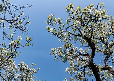 Blooming Pear Tree Branches Against Sky