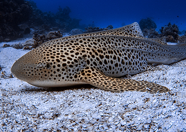 Leopard Shark in Thailand