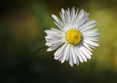 White Daisy Flower