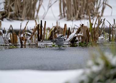 White Wagtail on Frozen Pond