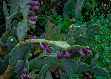 Prickly Pear Cactus with Purple Fruit
