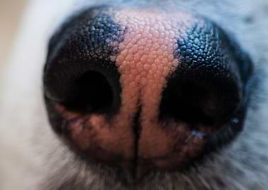 Extreme Close-up of Dog Nose