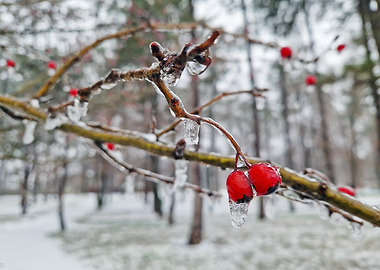 Frozen Red Berries in Winter