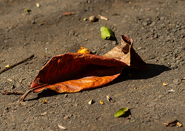 Fallen Autumn Leaf on Ground