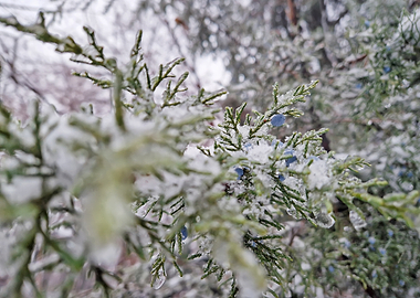 Frozen Juniper Berries in Winter