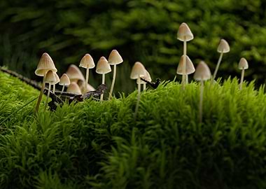 Small Fairy-Tale Mushrooms Growing in Lush Moss