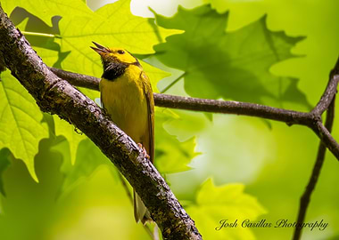Song of the Hooded Warbler