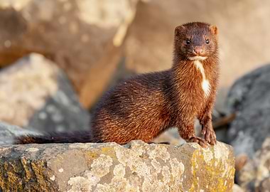A Mink on a Golden Morning