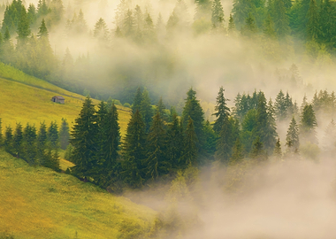 Misty Forest Landscape with Small Cabin