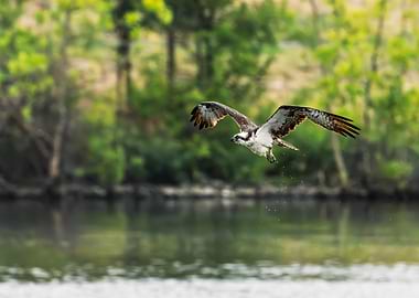The Unsuccessful Osprey