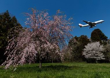 China Airlines B747 with Weeping Cherry Blossoms