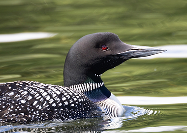 Common Loon